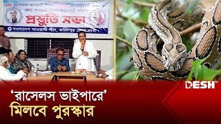 ‘রাসেলস ভাইপার’ ধরতে পারলে মিলবে ৫০ হাজার টাকা  Russells Viper  News  Desh TV [upl. by Lizabeth986]