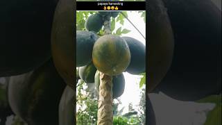 Papaya fruit harvesting video  no1 fruit satisfying trending papaya [upl. by Berta]