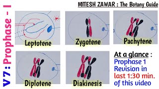 Prophase 1  Leptotene Zygotene Pachytene Diplotene and Diakinesis  Stages of Prophase 1 [upl. by Jerri]