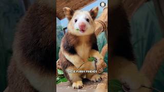 Tree Kangaroo 🌲 A Kangaroo That Climbs Trees [upl. by Ynohtnacram]