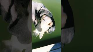 Atlantic Croaker croaker youtubeshorts fishing fish bait baitfish bassfishing youtube [upl. by Acinorav535]