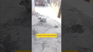 পোকুর কততো আনন্দ 😀dog doglover pets youtube shorts trending morning shihtzu funny short [upl. by Ludovico]