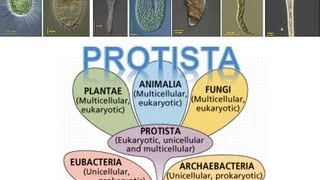 Kingdom Protista [upl. by Einavoj138]