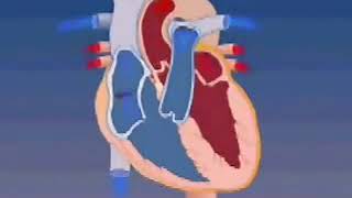 Kalp Anatomisi Animasyonu [upl. by Audsley]