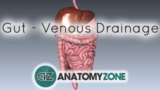 Blood Supply to the Gut Introduction  Part 2 Venous DrainagePortal System [upl. by Letnahc147]