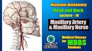 NEXT MEDICO 2022 l Head and Neck l Maxillary Artery amp Maxillary Nerve l Lectur  18 [upl. by Bushey]