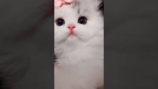 Cute little kitten videos 😍kitten shorts viralvideo youtubeshorts [upl. by Woolley]