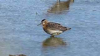 SharpTailed Sandpiper  Rare Bird  Delta British Columbia [upl. by Willman]