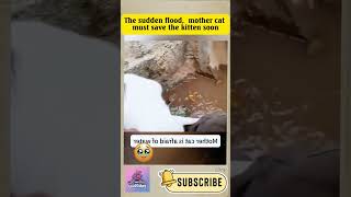 The sudden flood mother cat save the kitten CatRescue RescueCat straycat kitten [upl. by Ise]