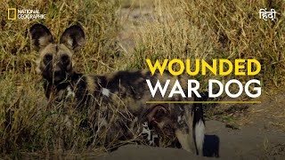 Wounded War Dog  Savage Kingdom  हिन्दी  Full Episode  S1  E2  National Geographic [upl. by Waylan491]