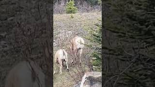 See Who Is Grazing the Mountains in Canada [upl. by Osbert]