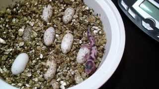 Leopard Gecko Eggs and Hatchlings [upl. by Veda]