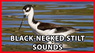 Blacknecked Stilt Calls [upl. by Gennie912]