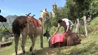 LA FERME DES LAMAS  Qualité Outdoor Ariège Pyrénées [upl. by Enyedy]