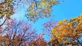 24 Enchanting Nature Scene kalasvlog [upl. by Kimmie]