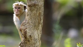 How Hierarchy Decides Everything in Toque Macaque Society [upl. by Anasiul]