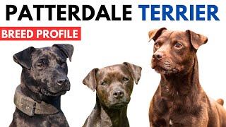 Patterdale Terrier Breed Profile History  Price  Traits  Patterdale Terrier Grooming Needs [upl. by Viafore]