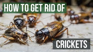 How to Get Rid of Crickets 4 Easy Steps [upl. by Sair152]