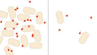 Quorum Sensing [upl. by Tri]