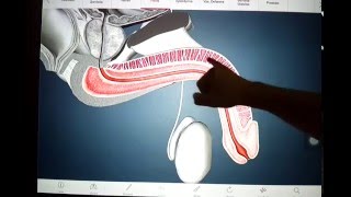 Anatomía sistema reproductor masculino animación 3D [upl. by Sihunn258]