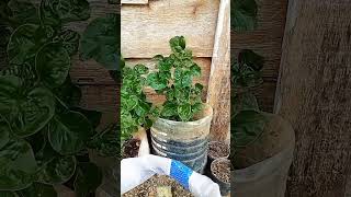 Bayam Brazil sebelum dan sesudah kebun fypシ゚viral youtube berkebun gardening kebunsendiri [upl. by Reckford403]