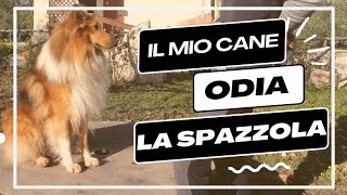 Insegno al mio CANE ad essere SPAZZOLATO in 5 step [upl. by Haelam]