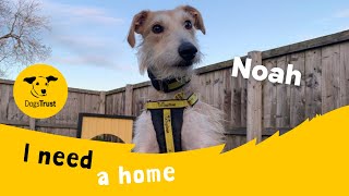 Noah the handsome Lurcher  Dogs Trust Leeds [upl. by Ibloc311]