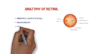 Anatomy of Retina  mnemonic for 10 layers [upl. by Anirbed]