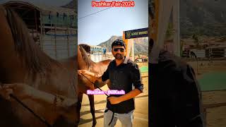 Pushkar Fair 2024  Ashw Na Sokhin  pushkar horseshow youtube shorts 2024 [upl. by Strait911]