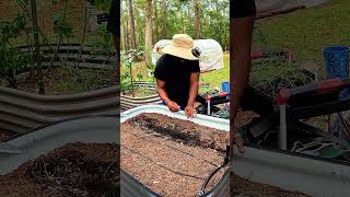 Over Wintering Onions youtubeshorts shorts viral kitchen farmer diy [upl. by Swec921]