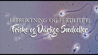 Befruktning Og Fertilitet Friske Og Dårlige Sædceller [upl. by Carolyne867]