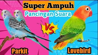 AMPUH  Suara Kicau Masteran Burung Parkit dan Burung Lovebird [upl. by Hairam]