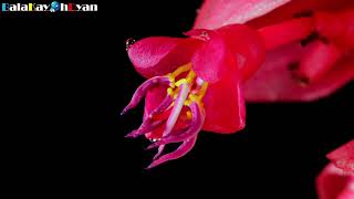 Medinilla Magnifica Flower Rose Grape Bloom TimeLapse  balakayohdyan [upl. by Deryl]