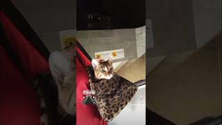 carmen carmencat bengals bvg berlin cat kitten bengali catlover [upl. by Amehsat867]