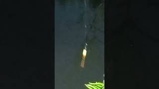 Ngeri mancing malam di sini mancing fishing [upl. by Fong]