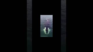 Bowhead Whale vs Livyatan livyatan bowheadwhale shorts shortvideo whales spermwhale whale [upl. by Yole]