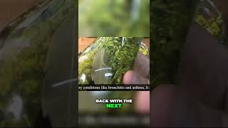 Unlock the Secret Benefits of Plant Herb Oil Infusion fyp diy short shorts shortvideo foryou [upl. by Anuaik789]