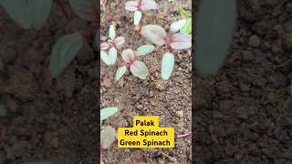 Red spinach Green spinach gardening homecomposting compostmagic plants spinach palak soil [upl. by Macfadyn]