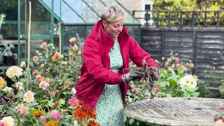 How to store your dahlias over winter [upl. by Idok267]