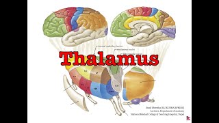 Free Anatomy Notes Thalamus Anatomy Shortcut MBBSBDS [upl. by Cockburn]