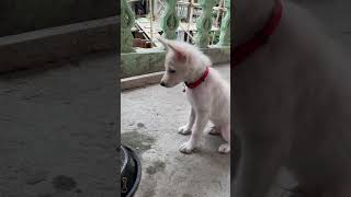 Hi fi training 😉training youtubeshorts puppy indianspitz [upl. by Edac]