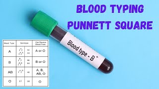 How to Predict Genetic Traits Punnett Squares Demystified [upl. by Akemej]