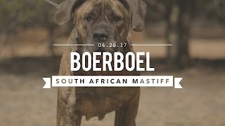 BOERBOEL A SOUTH AFRICAN MASTIFF TRAINED FOR CIVIL AGGRESSION [upl. by Daniela]