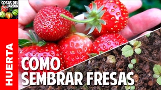 Cómo conseguir y germinar semillas de Fresas Cultivo de fresas  Parte 1 cosasdeljardin [upl. by Ydal]