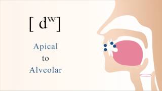 dʷ  voiced unaspirated labialized apical alveolar stop [upl. by Nesto]