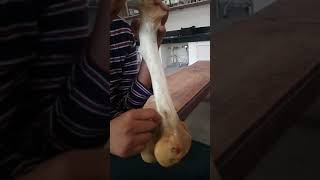 Femur of Ox amp Horse [upl. by Sileas]