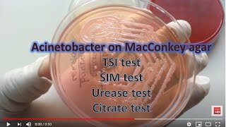 Acinetobacter [upl. by Nordin]