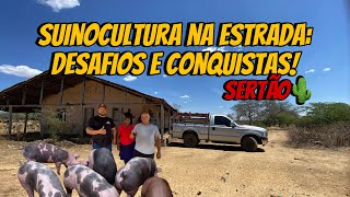 “ Mais de 900 km Rodados Os Bastidores da Entrega de Suínos no Sertão Pernambucano” [upl. by Suu739]