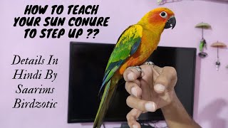 How To Teach Your Sun Conure To Step Up  Sun Conure Tricks  Saarims Birdzotic [upl. by Osugi]