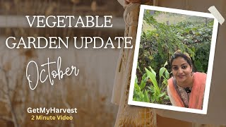 October mein yeh sab lagaya vegetable garden mein  Vegetable Patch Update gardening [upl. by Agathe]